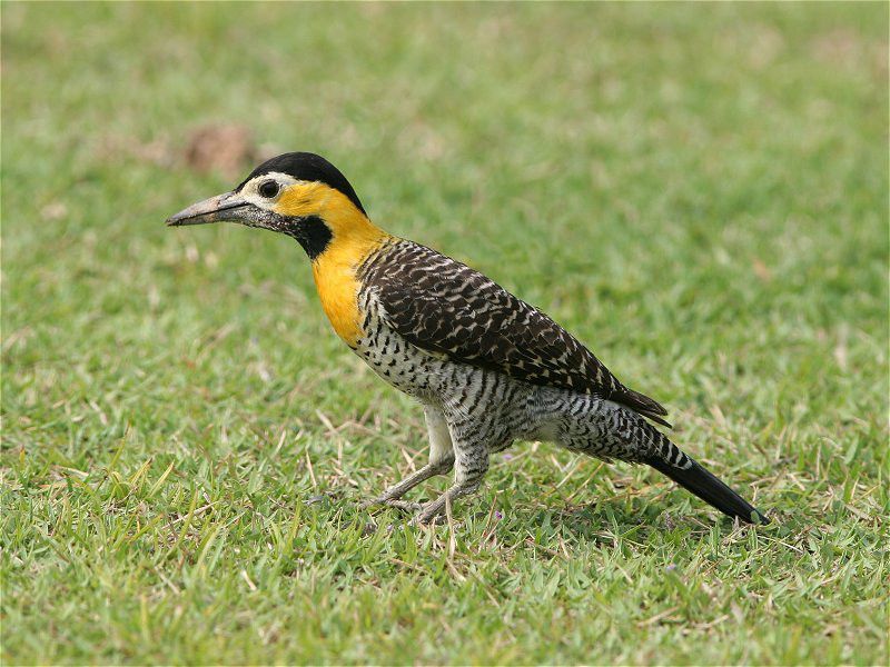 Passáro Colaptes campestris