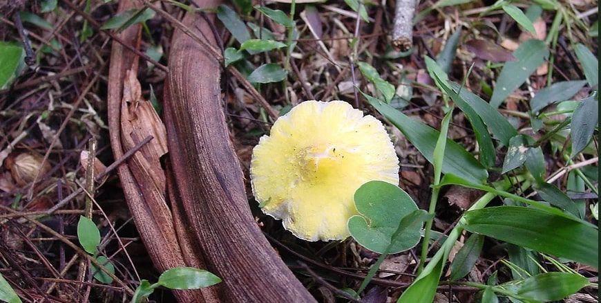 Flor no Parque